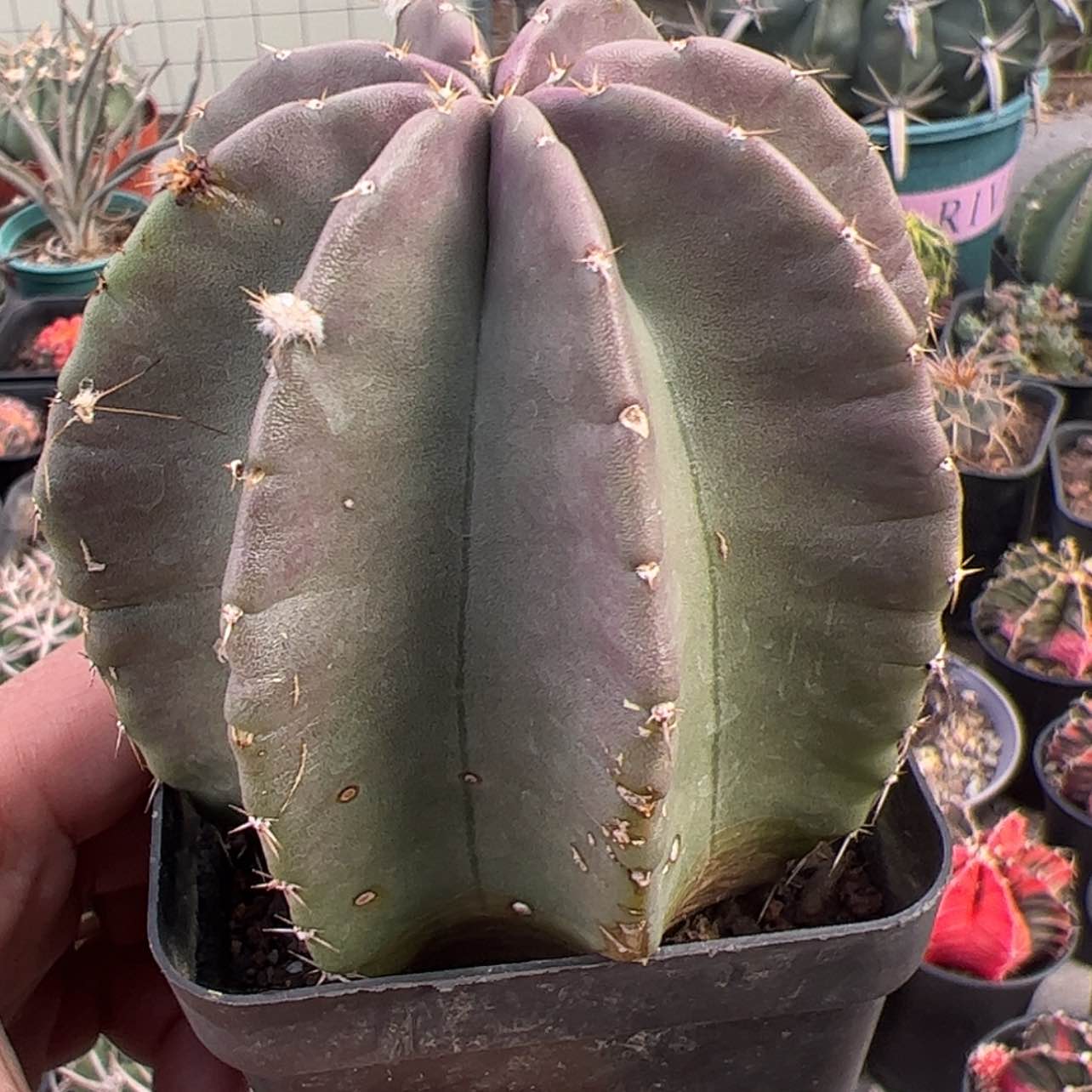 【闪购商品】实生仙人球