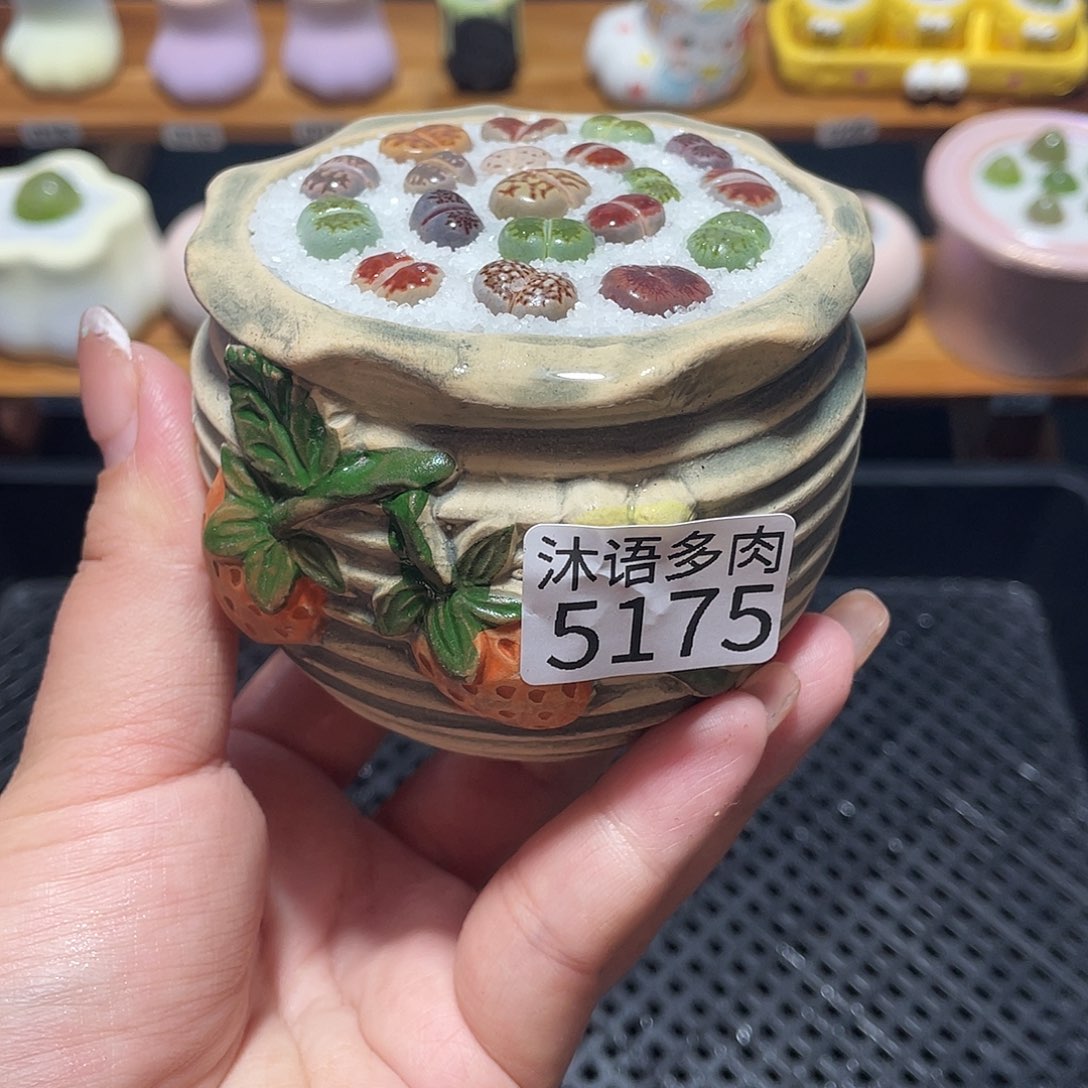 带盆土植物 一物一拍5175