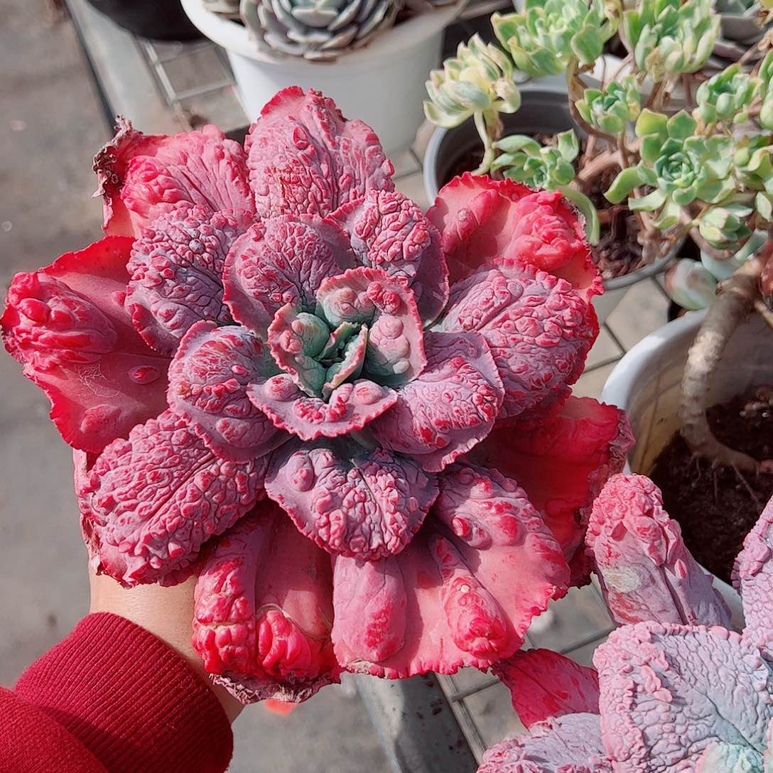 狂野男爵大单头精品