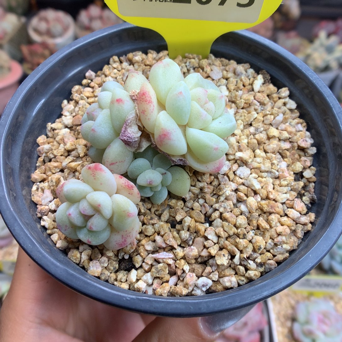 2073冰玉石化新年快乐