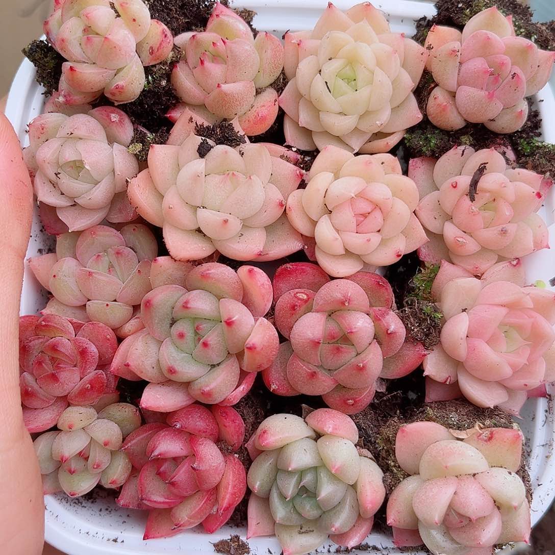 1-459 新疆西藏内蒙不发12.8包邮2-3公分