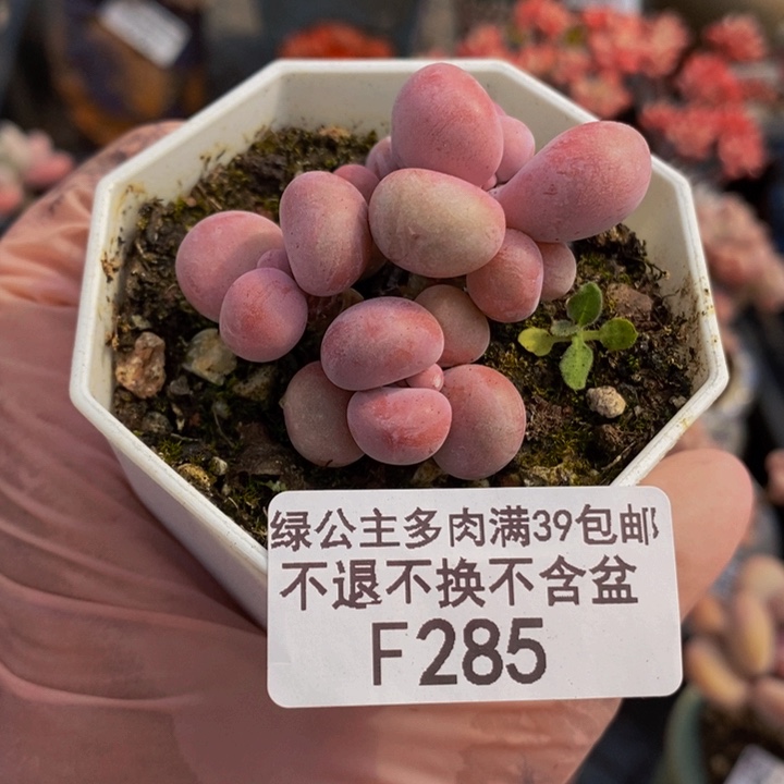 腰子桃蛋5cn285多肉植物