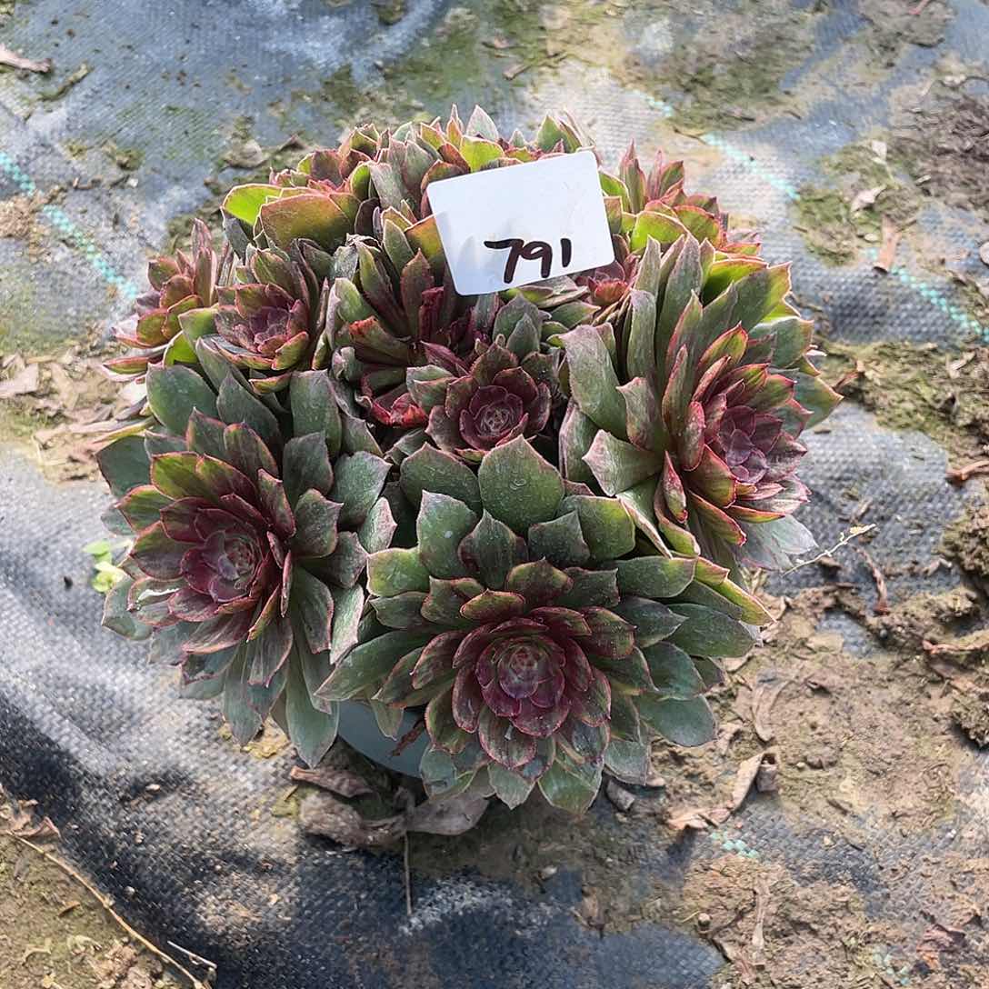 791法师植物红丝绒
