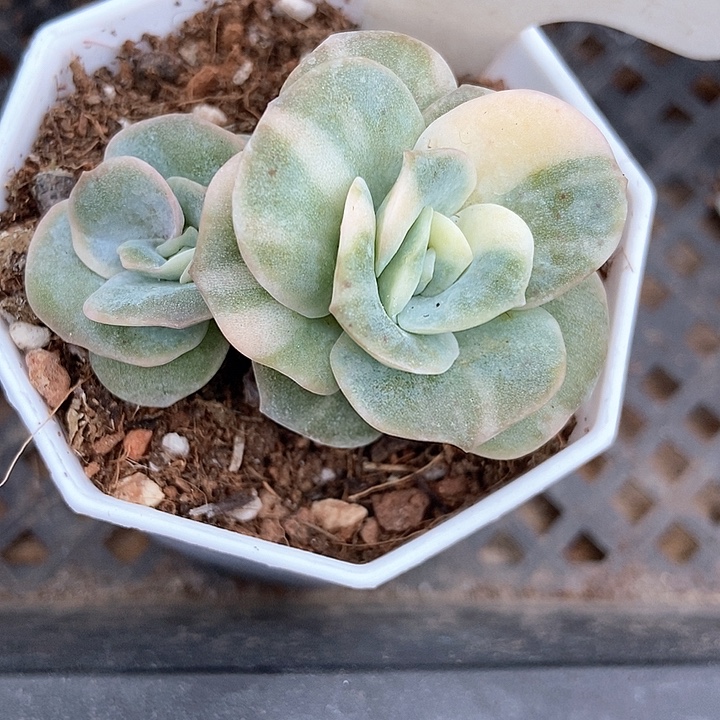 多肉植物玫瑰锦910多肉