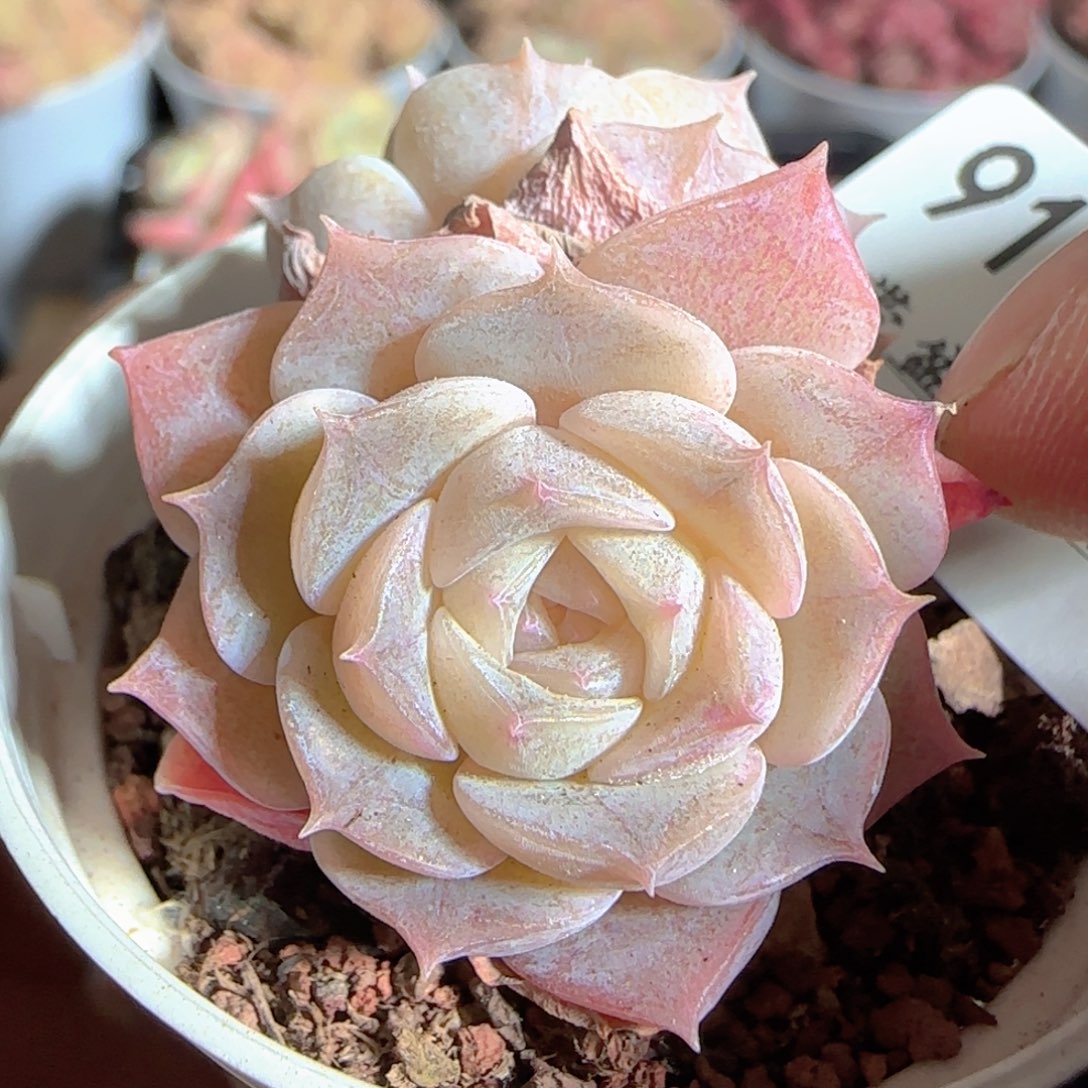 多肉1223-91纯爱纯爱