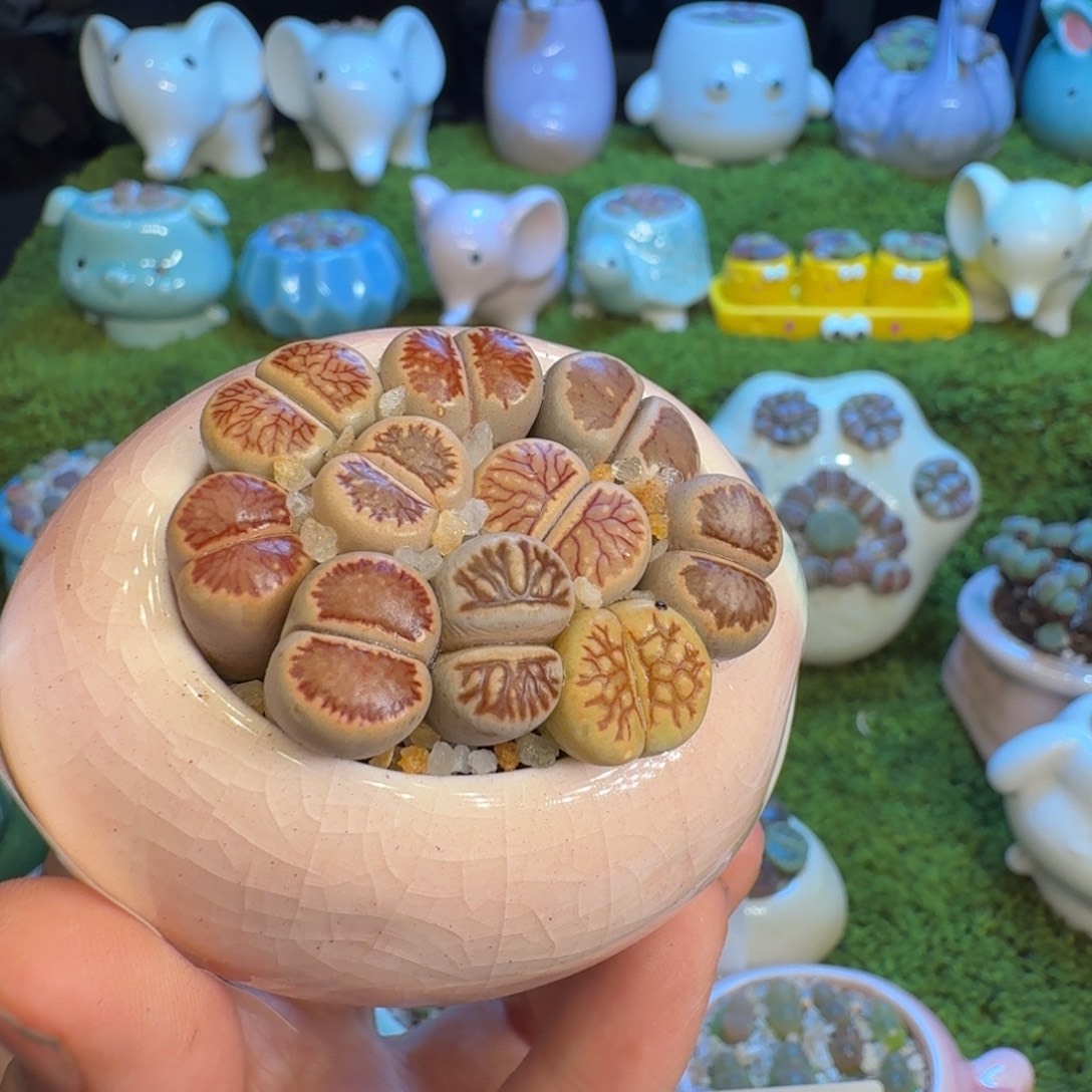 用***4多肉植物福利冲冲1040