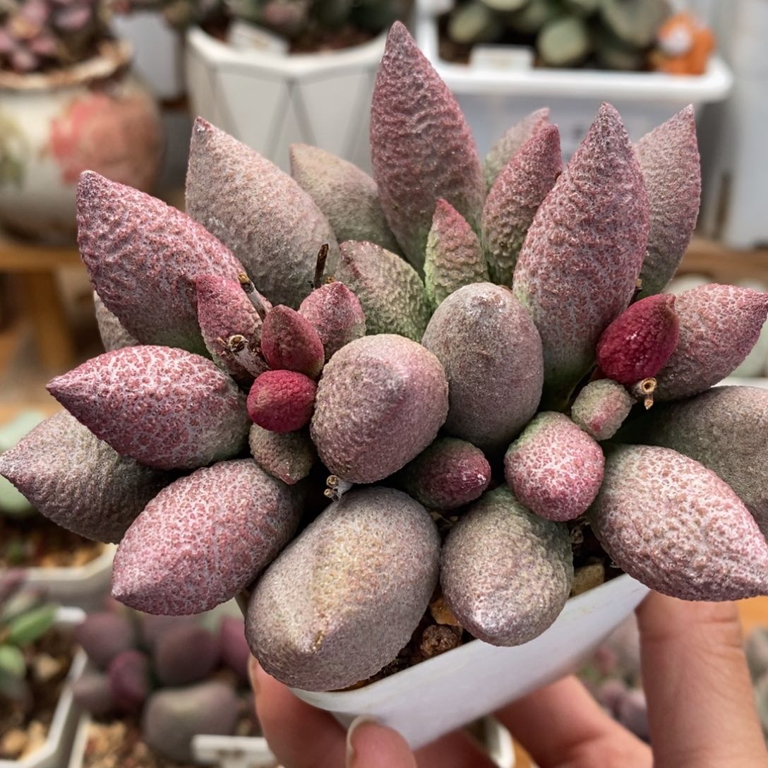 腹部水泡多肉植物