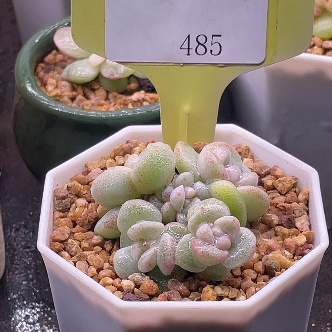 *****滨哥多肉A485冰玉石化6头