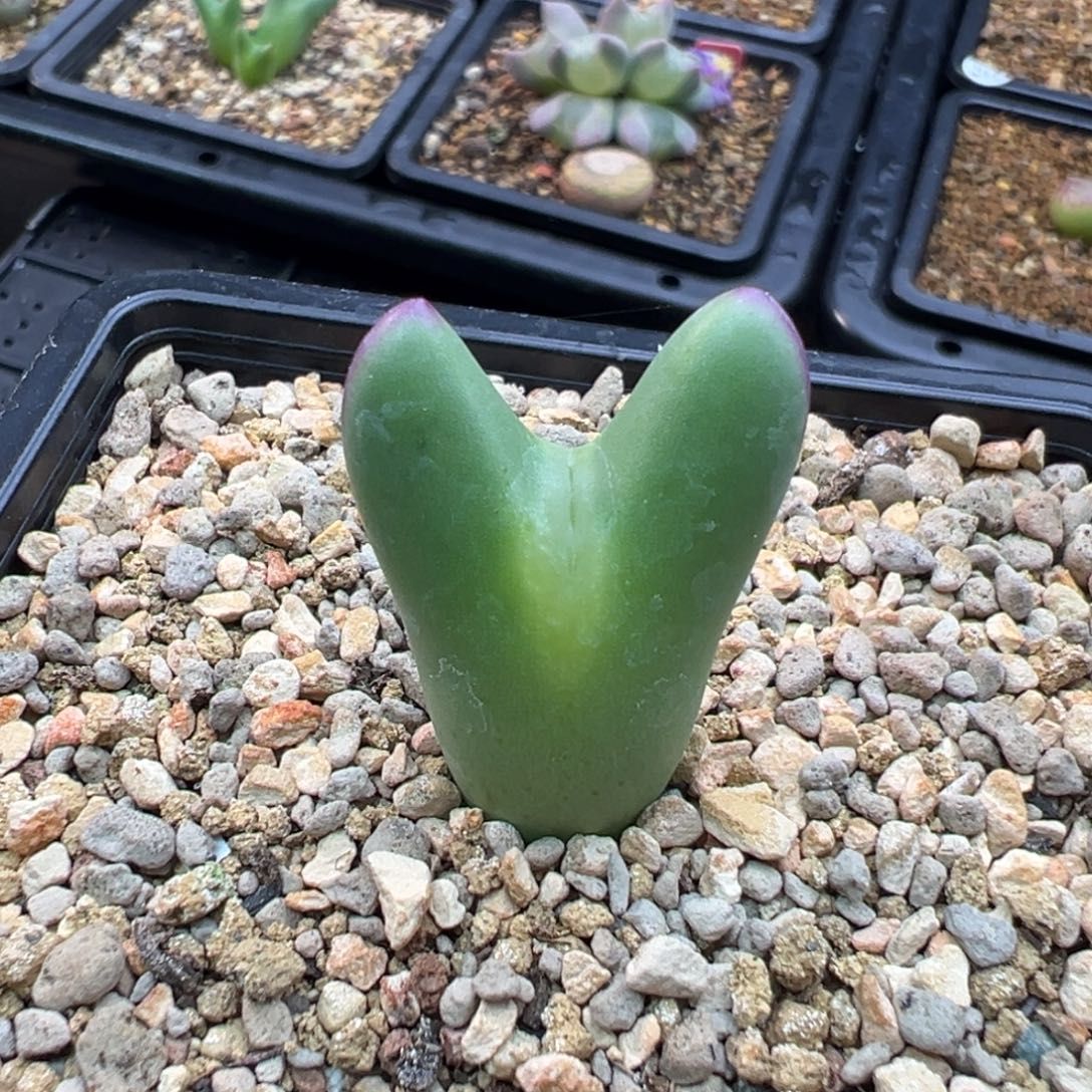 181单头嘟嘟嘴将一棵特