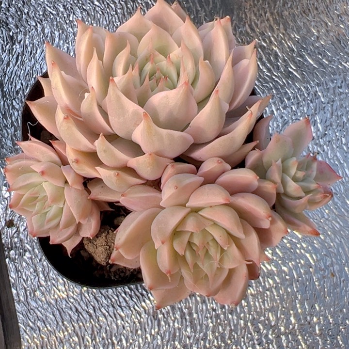 玛格利特锦群【一物一拍】两单包邮