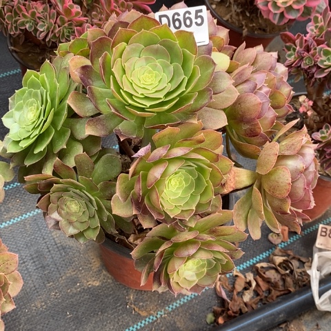 万变异多肉植物法师不包损
