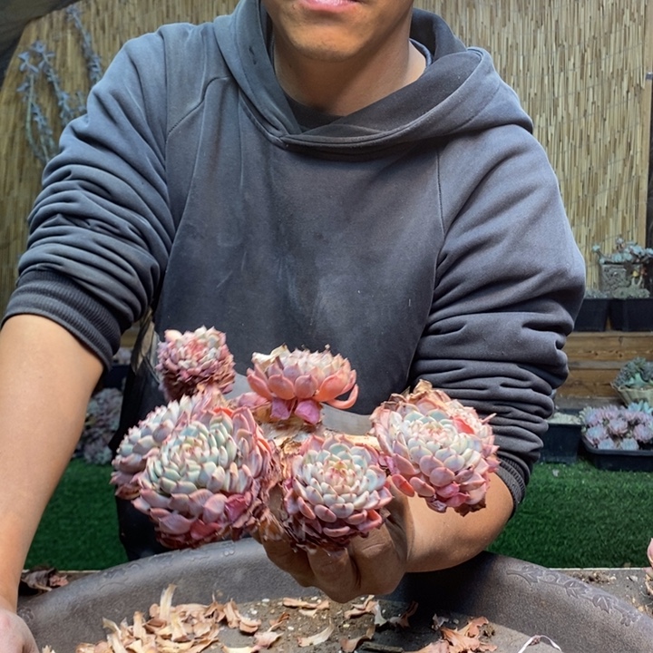 柔***子62号白胖子多肉植物