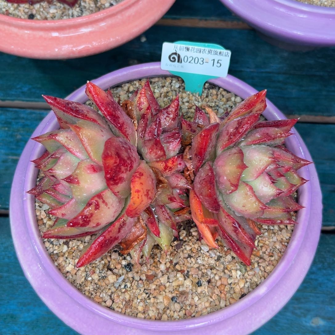 多肉一物一拍0203-15