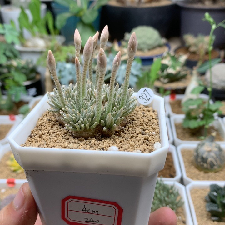 白花韧锦4cm脱土