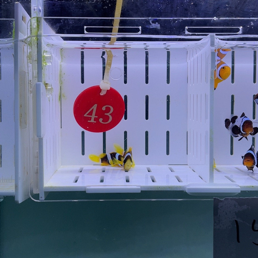 海水鱼人工金双待