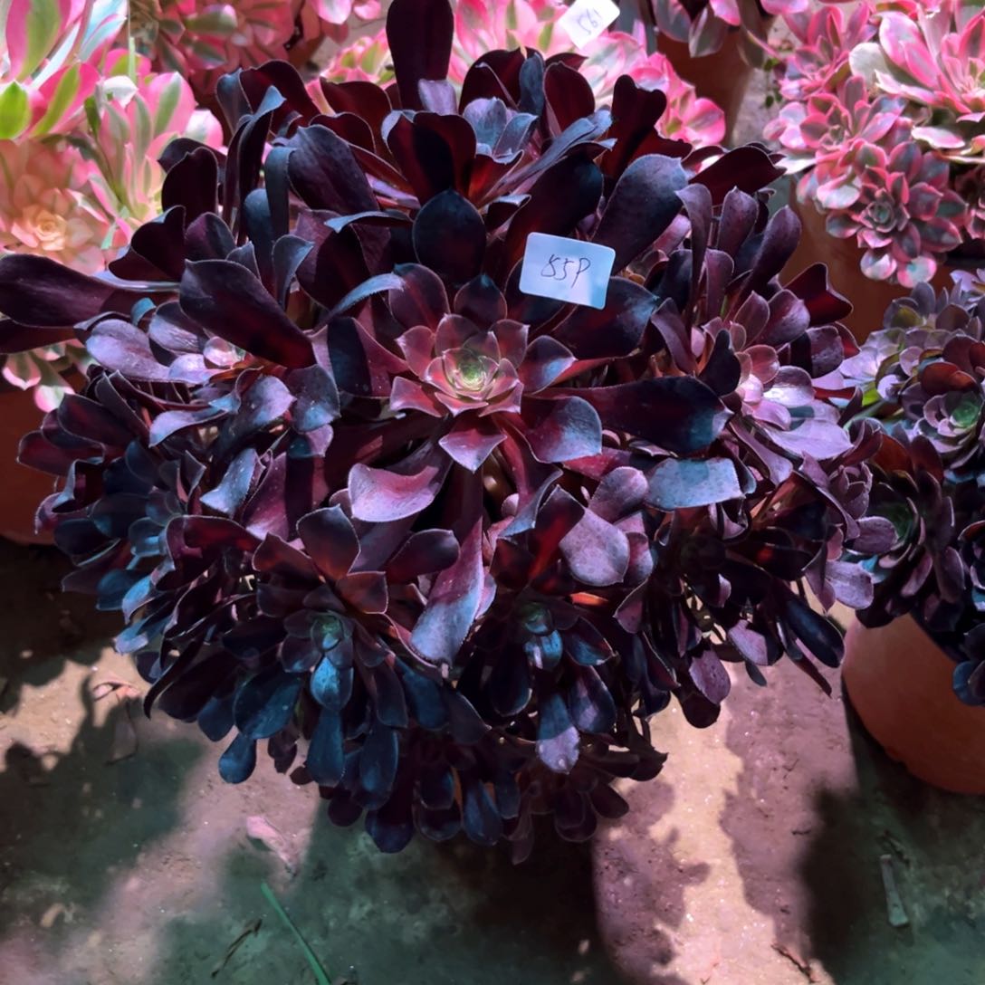 多肉植物华纳559