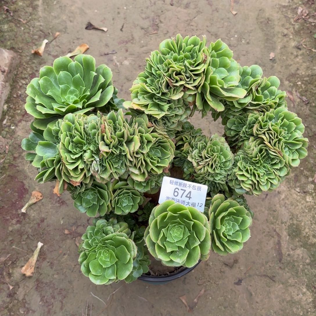 674绿羊绒缀化多肉植物