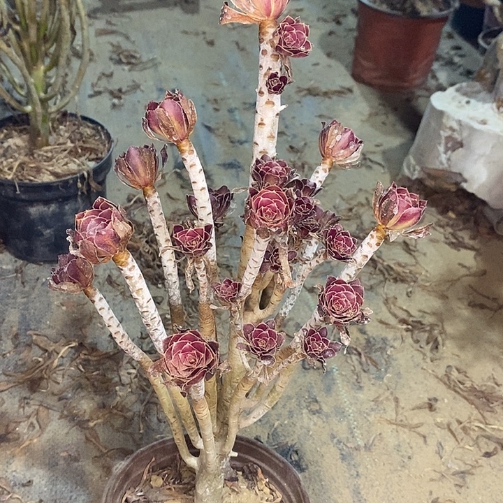 黑豆多肉植物014。