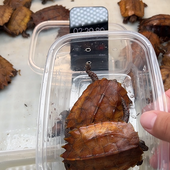 母宠物龟永***斗枫叶龟