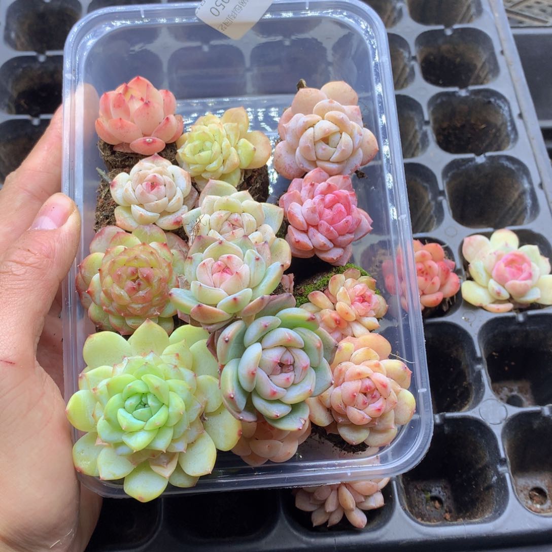 反反复复还是很开心050