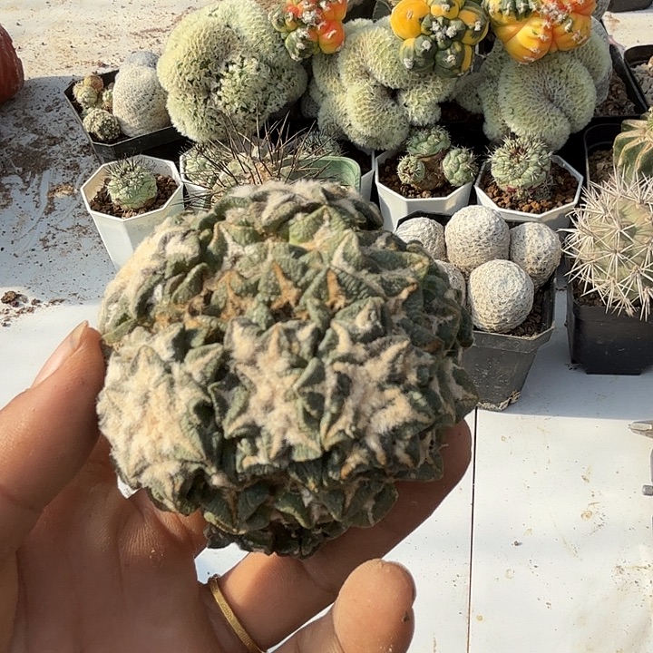 黑牡丹群头落地生根