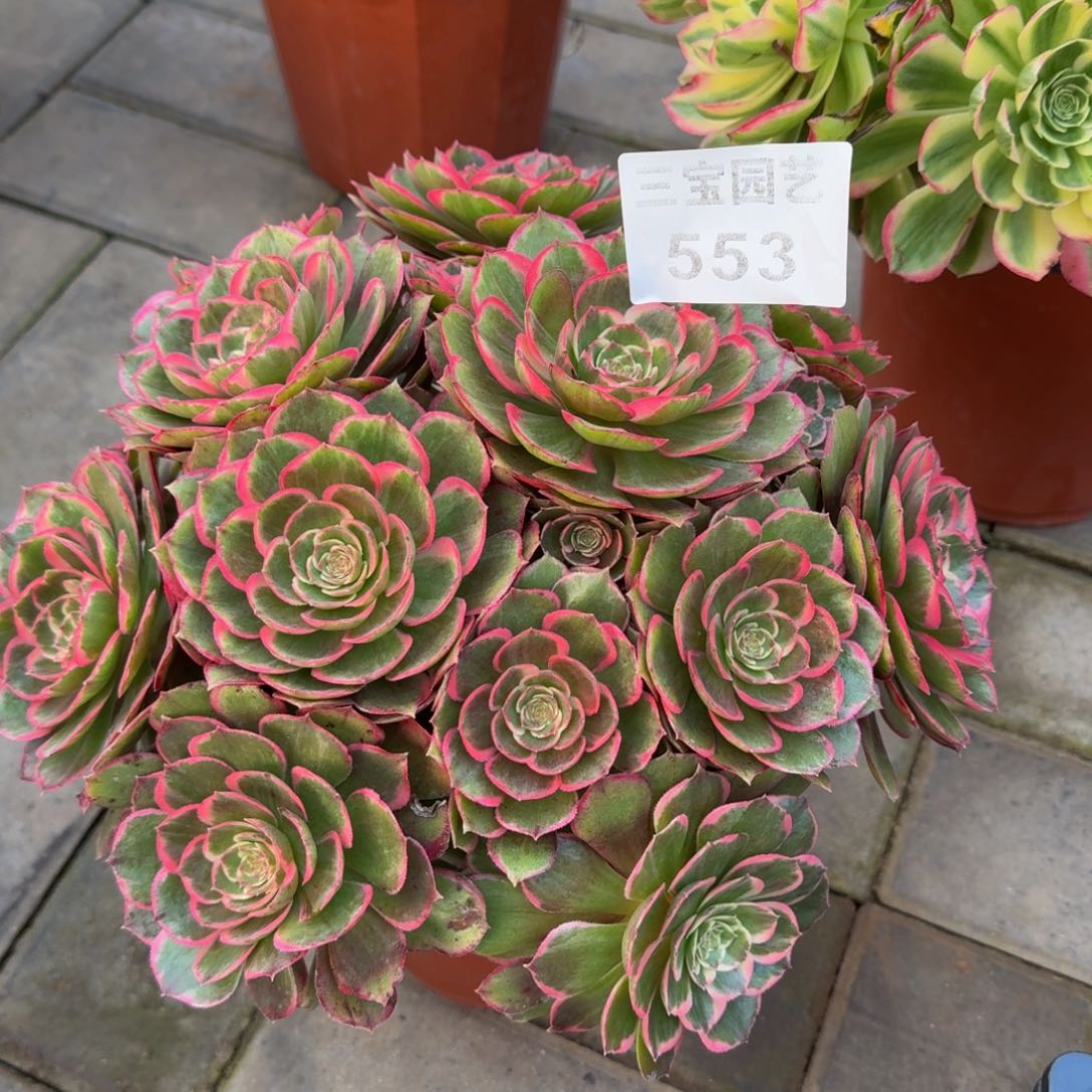 蓝*漫多肉植物553粉花妖