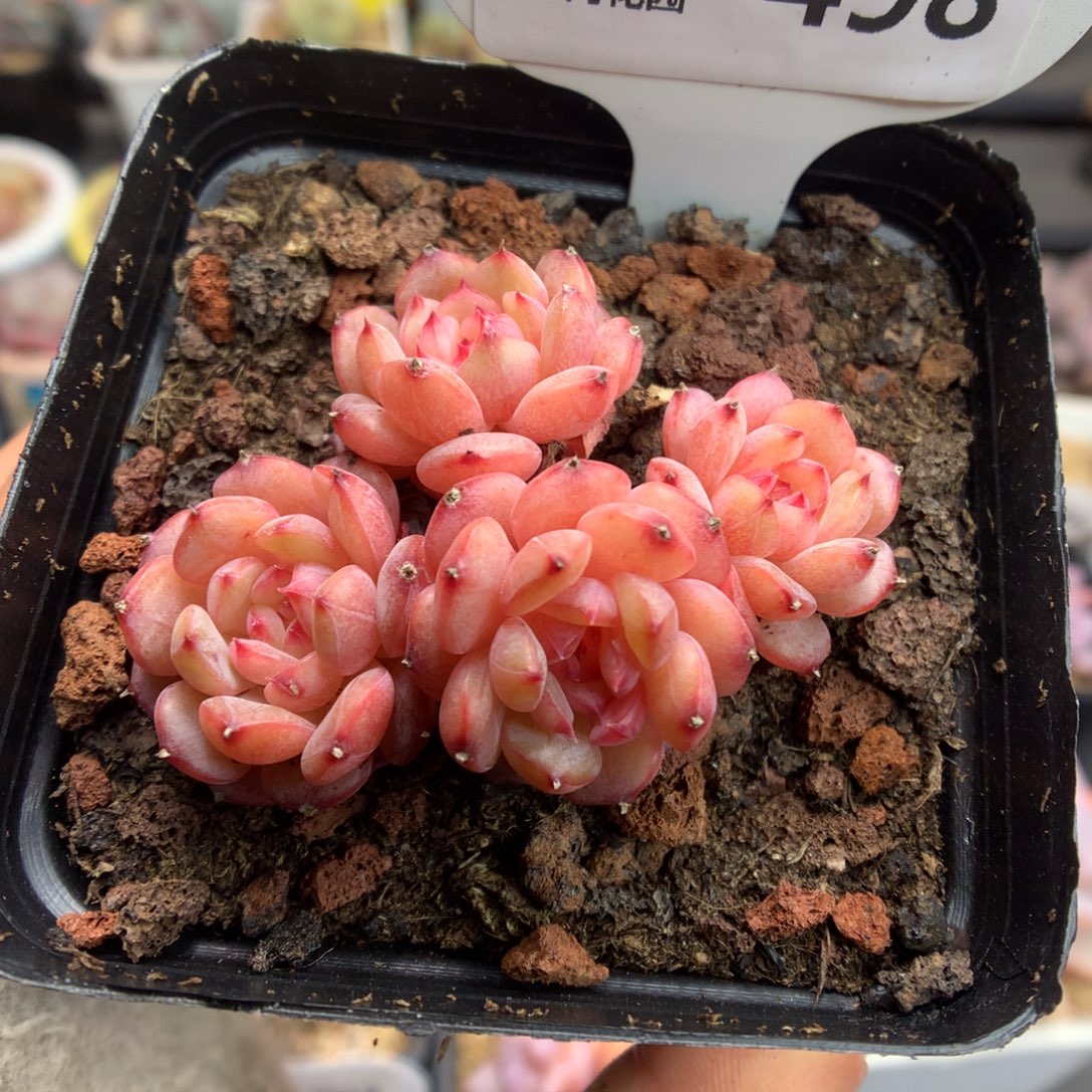 498白胖子四头多肉