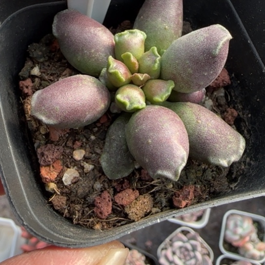 214艺姬海豹多肉植物多