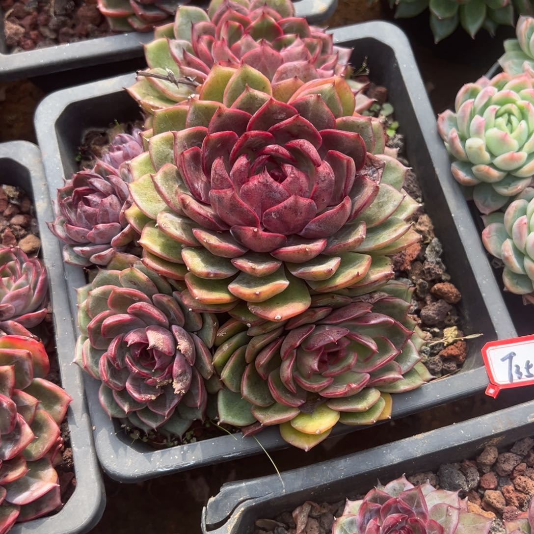 旗***门精品多肉植物老桩