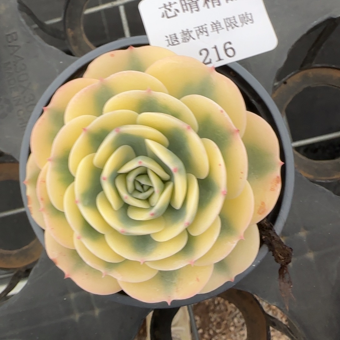 闪购精品多肉216号