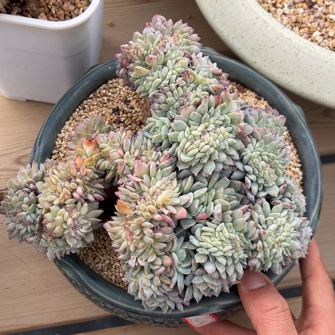 新年快乐 新年快乐