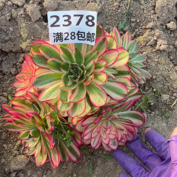 2378三号棚倾城多肉植物W