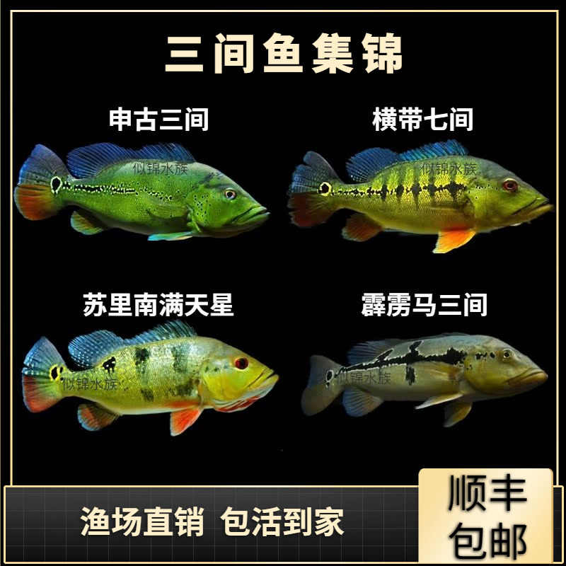 帝王三间蓝帆眼斑霹雳马巴西亚fogo横带七间蓝帆五间申古三间合集