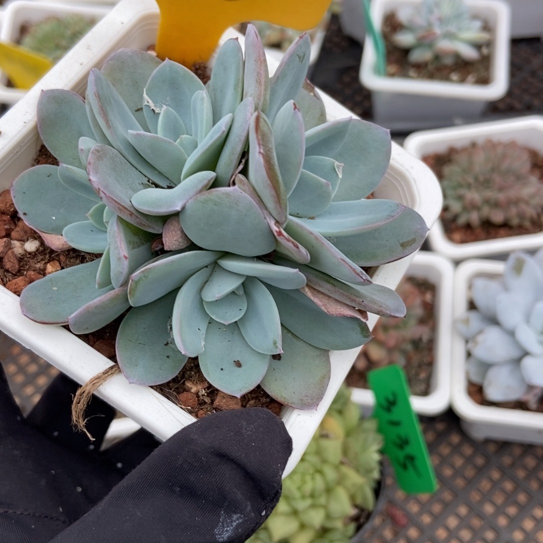 2110布鲁蓝多肉植物保护