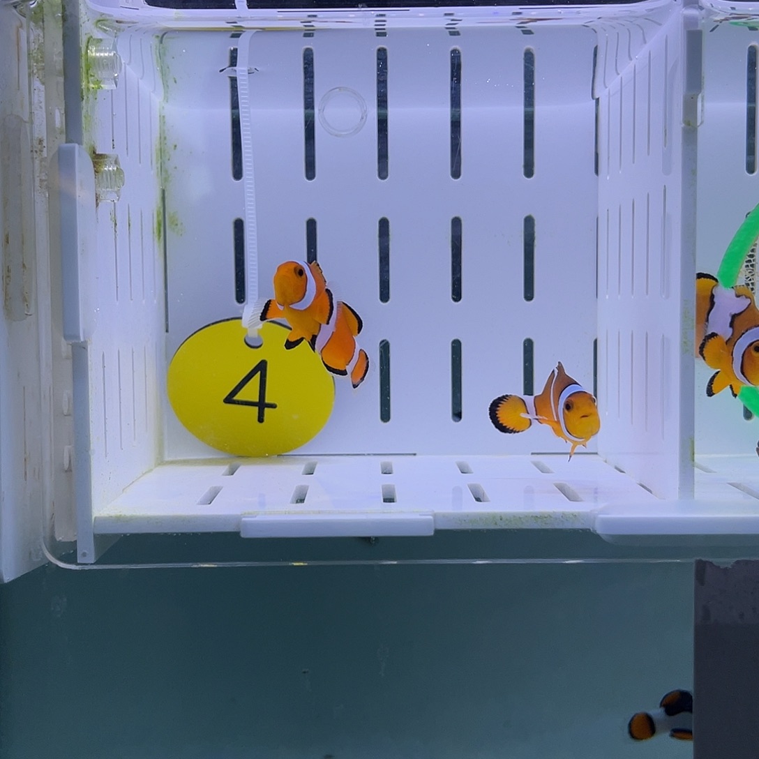 海水鱼黑边公子小丑