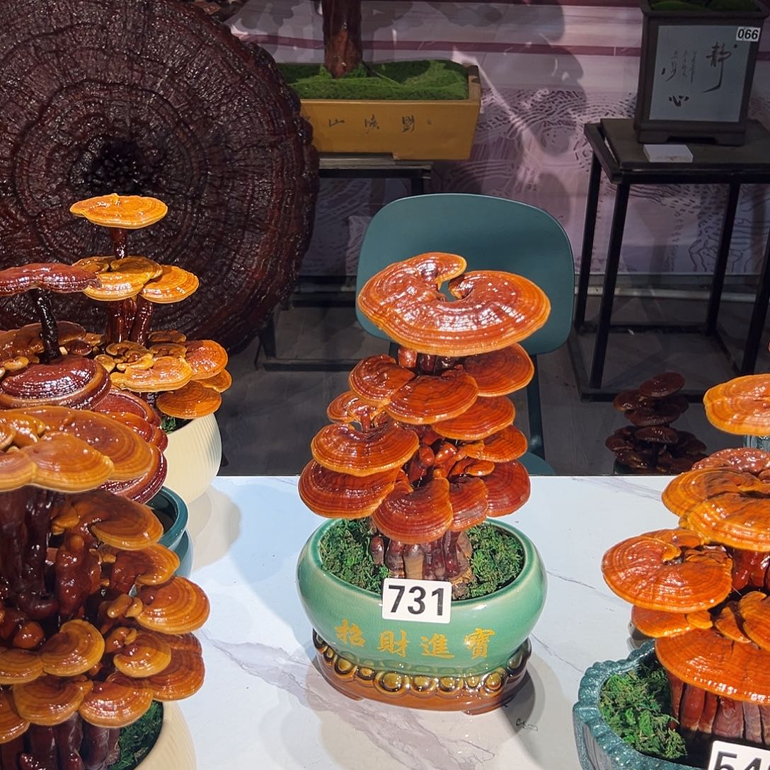 潇***匪无花朵@ii888888888888