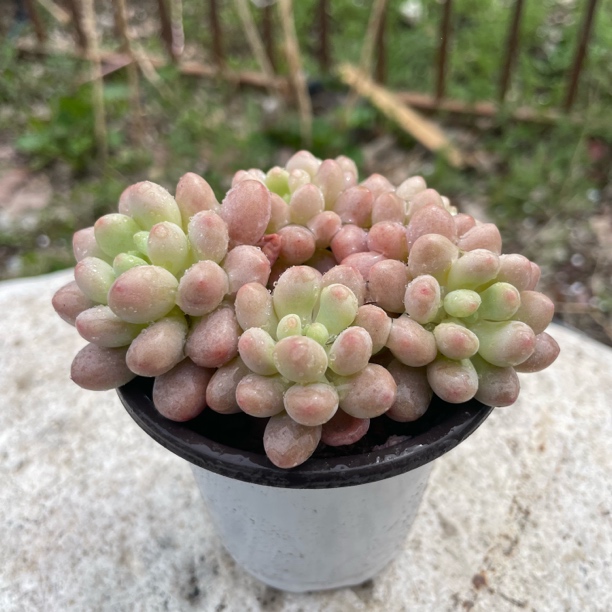 【全疆包邮】洛可可（群生小桩）（7cm）