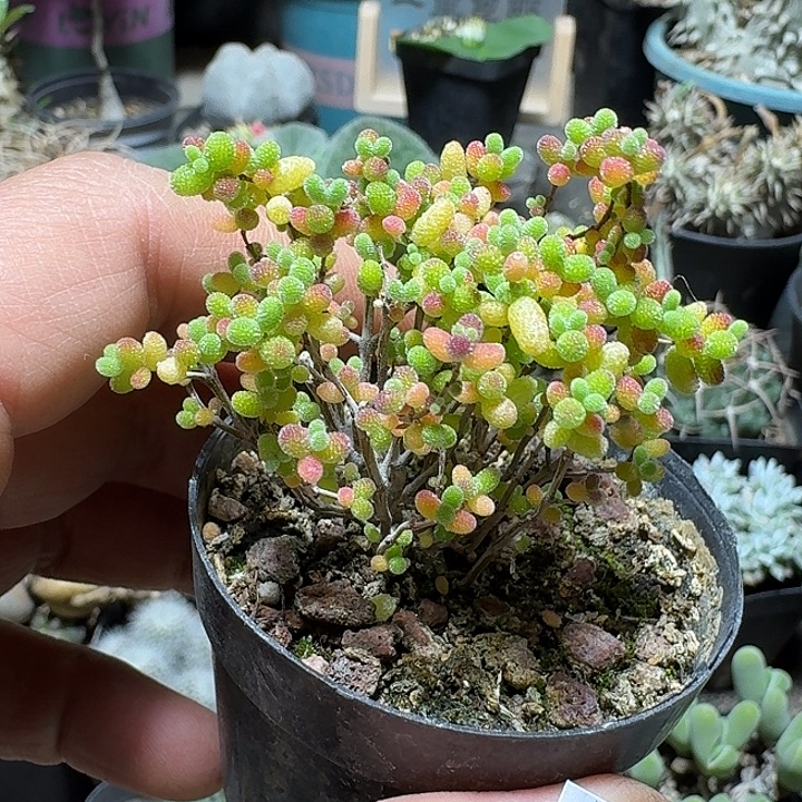 740蜜橘糖球带盆发货