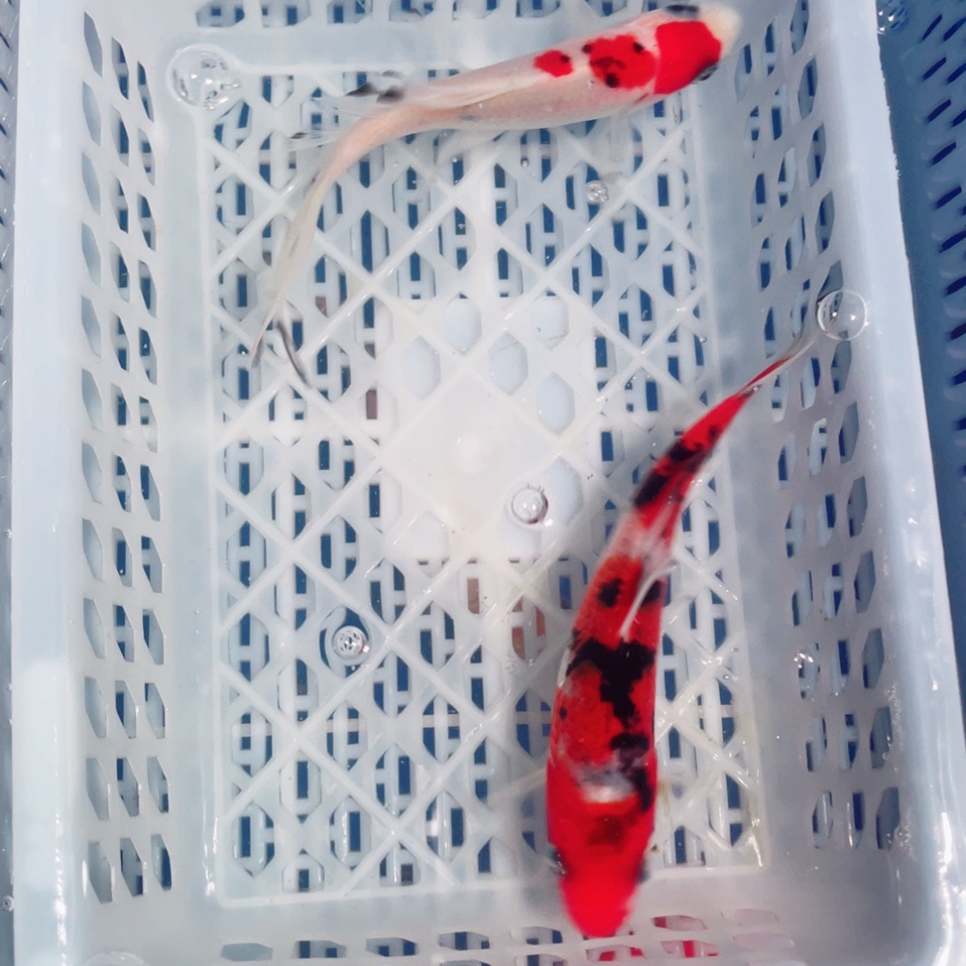 锦鲤锦鲤观赏鱼161888