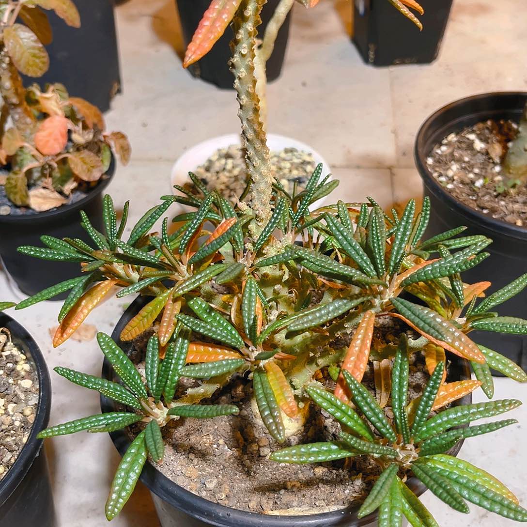 于*童泡泡叶巨琉桑