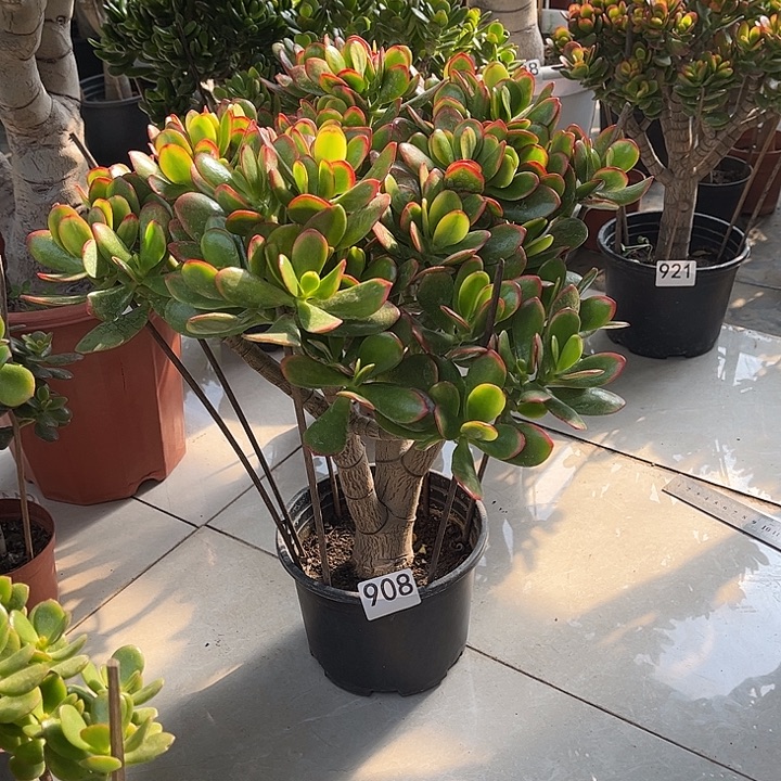 彩玉树花月独杆老桩