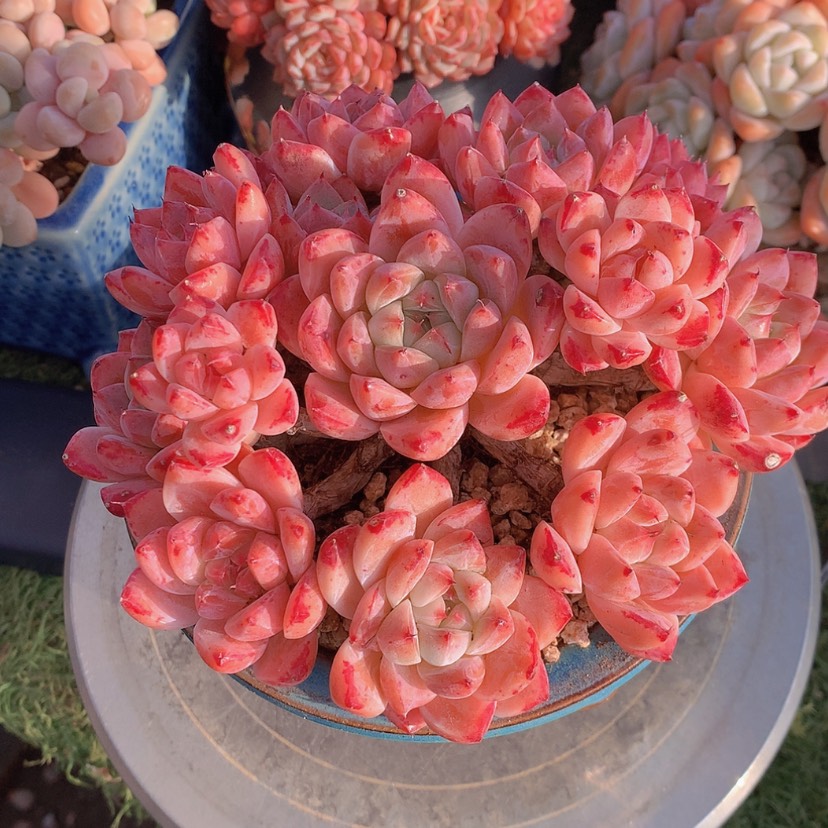 【闪购商品】彩虹如梦令