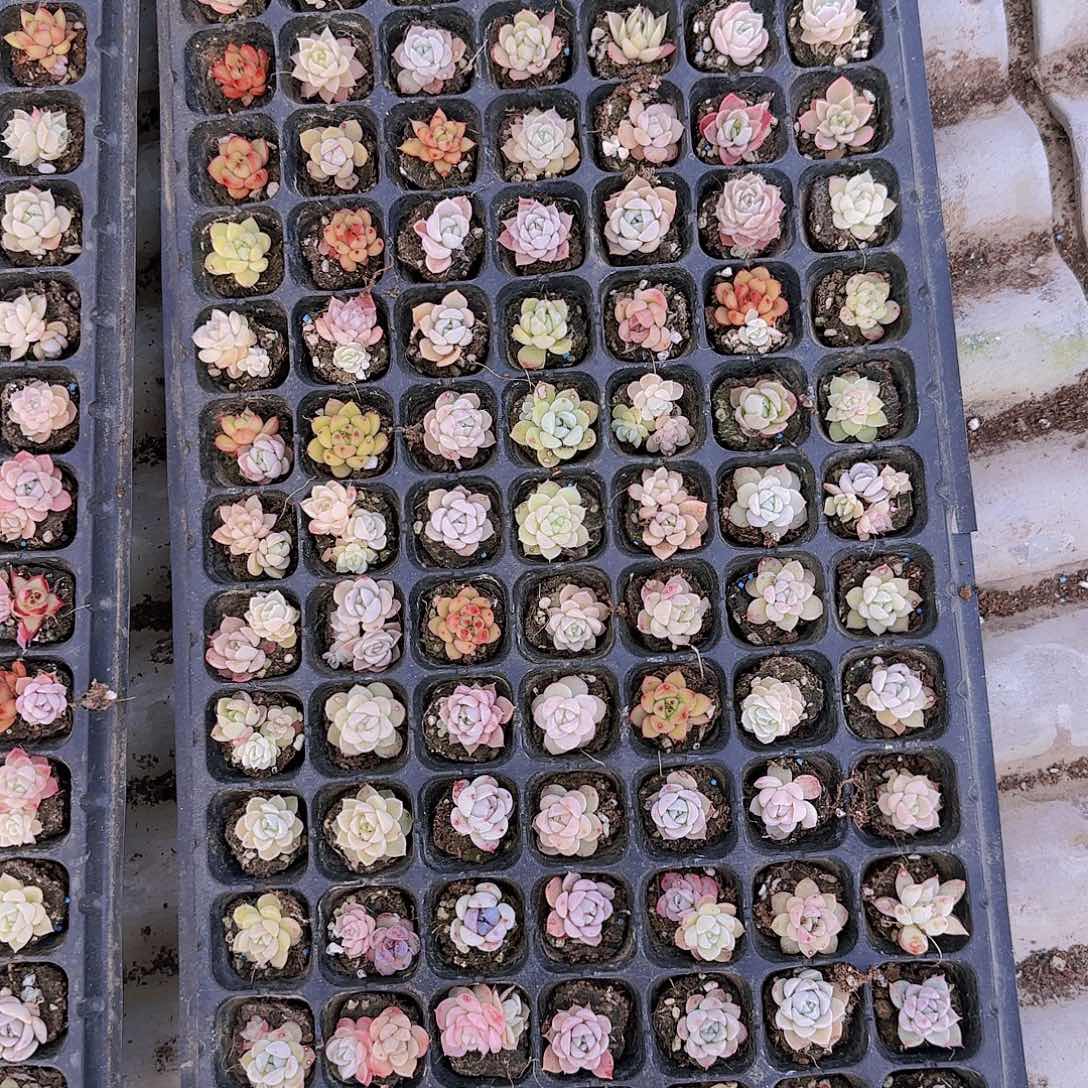 直播一物一拍多肉44