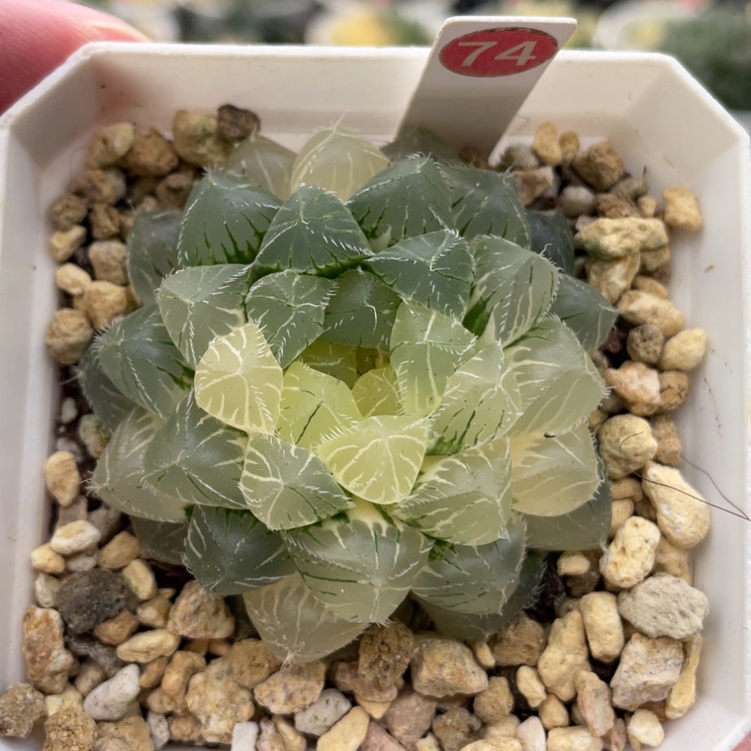 小蔡的菜园74菘蓝锦
