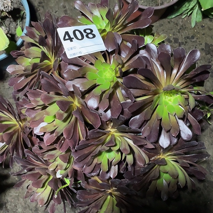 408黑铜鼓3-19法师