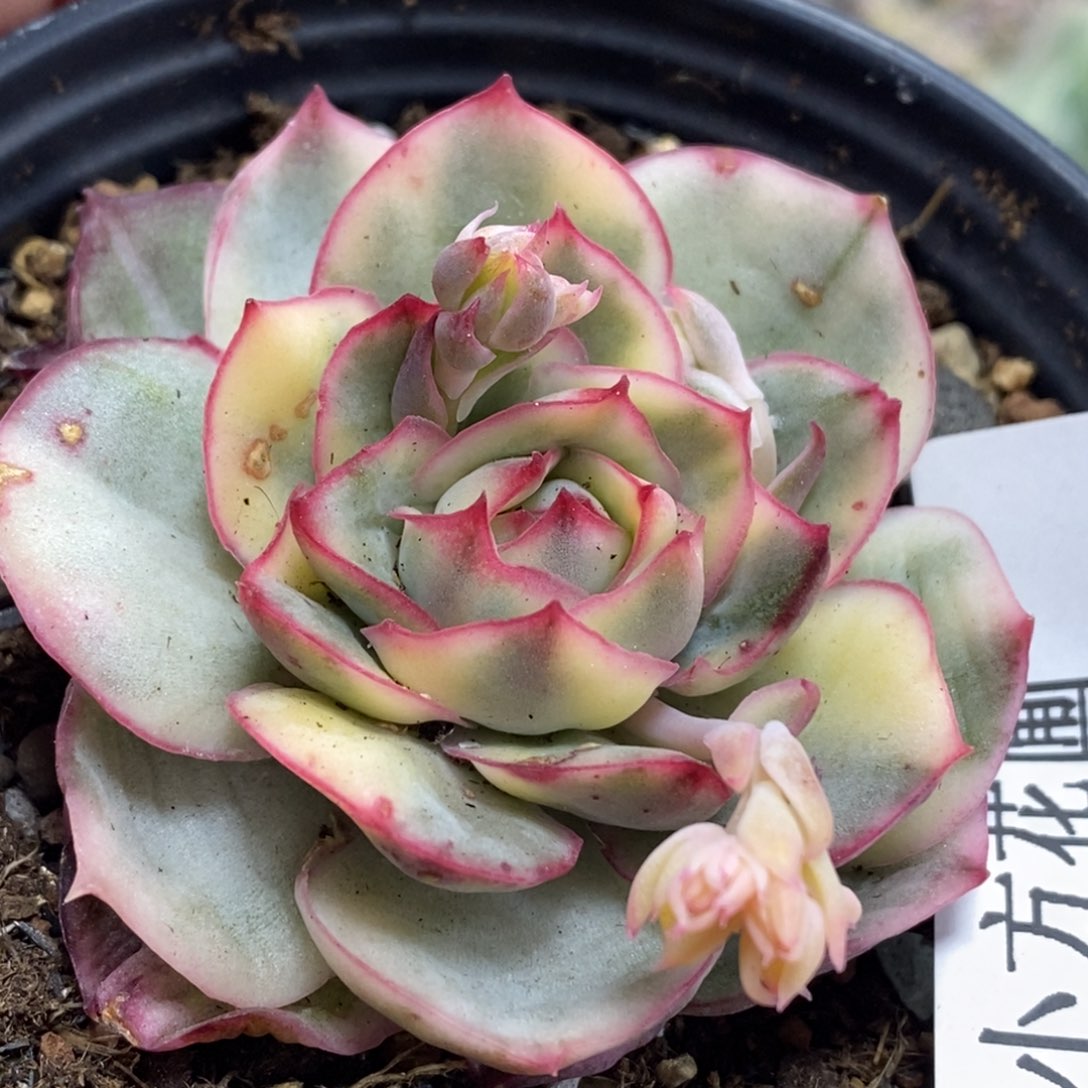 199侧影锦    小方花圃一物一拍