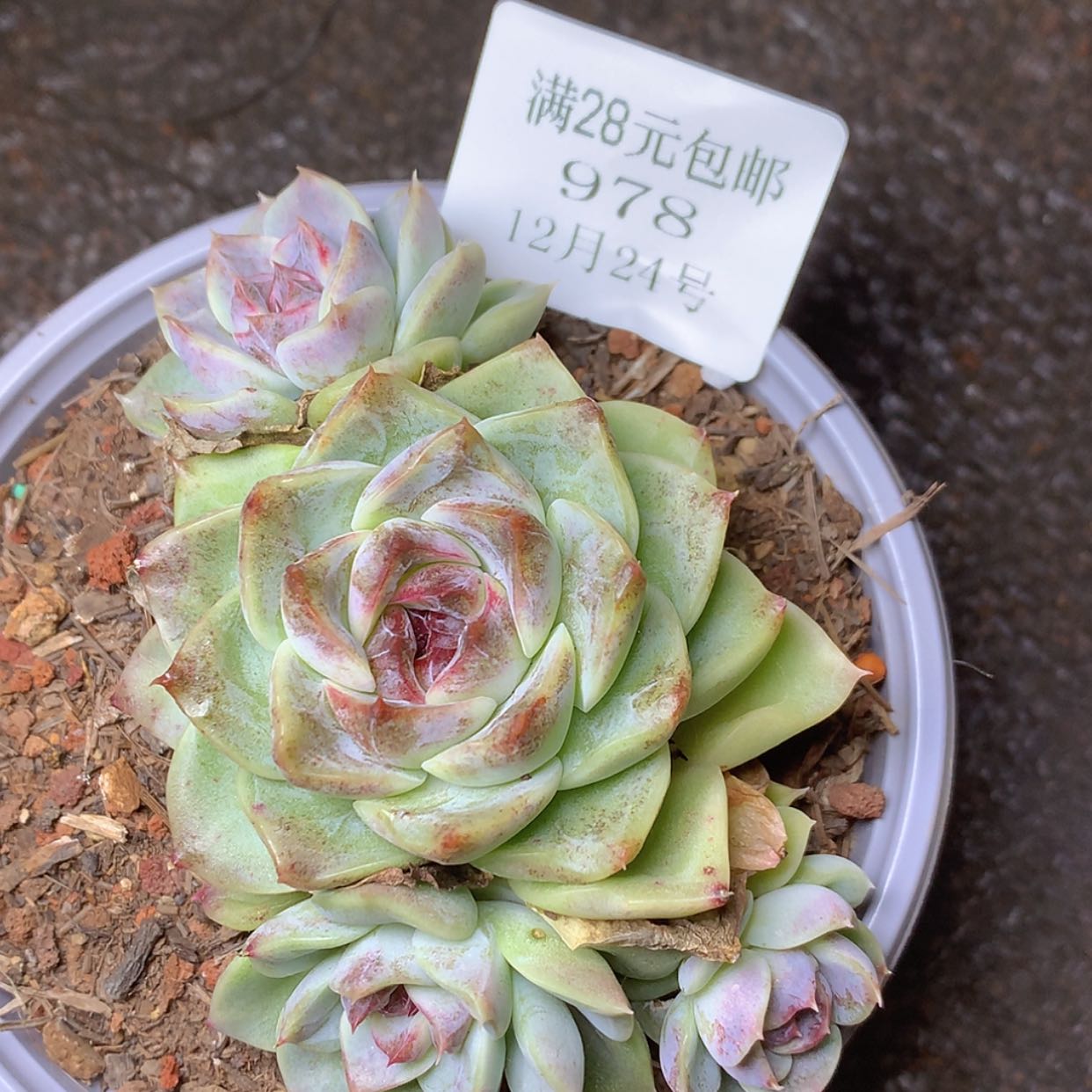 【闪购商品】云978号