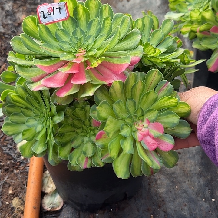 精品多肉植物2017