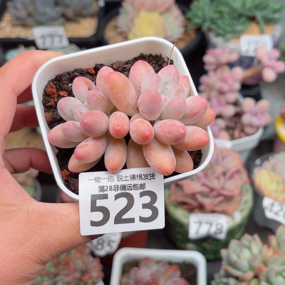 汤圆多肉多肉多肉多多