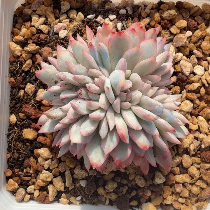 @*池雨燕座锦缀化化锦